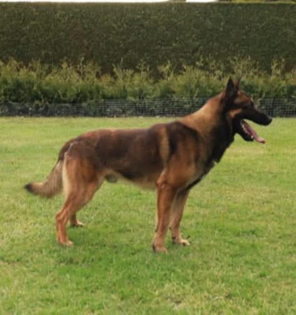 Knpv mechelse herder met goede afstamming staat ter dekking, Dieren en Toebehoren, Honden | Dekreuen, Reu, Particulier, Eén hond