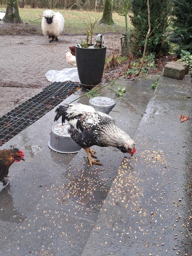 araucana haantje, Dieren en Toebehoren, Pluimvee, Mannelijk, Kip