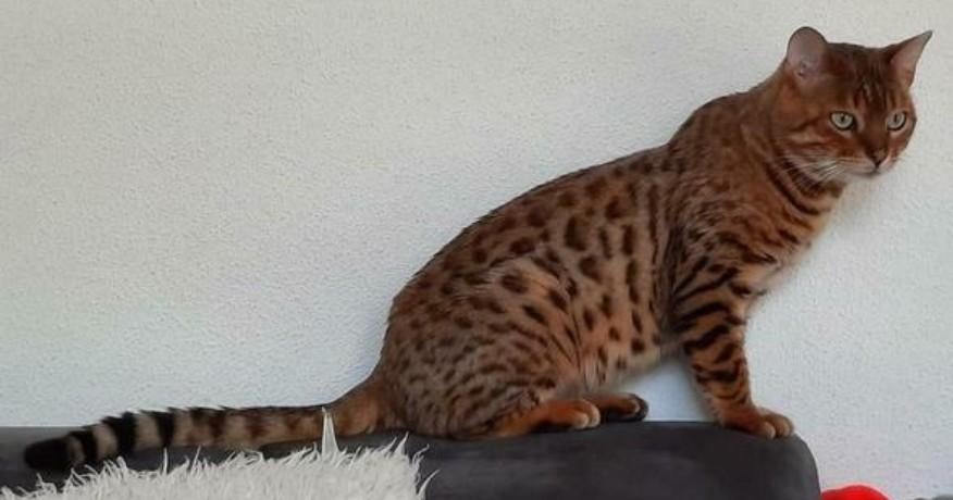 Bengaalse dekkater met stamboom (niet te koop), 6 jaar of ouder