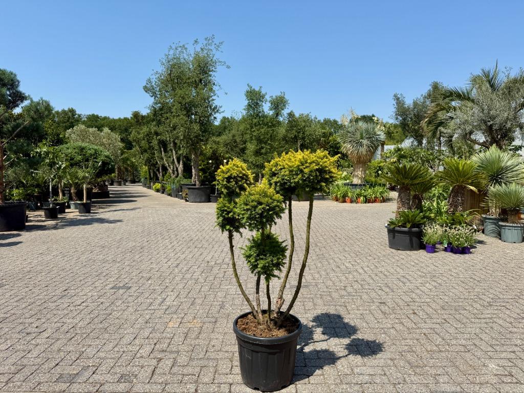 Taxus baccata Semperaurea tuinbonsai / pon pon te koop!!, Bloeit niet, Minder dan 100 cm, Volle zon, In pot