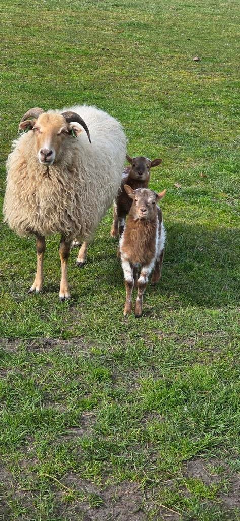 Drentse heideschapen met lammeren., Meerdere dieren, Schaap