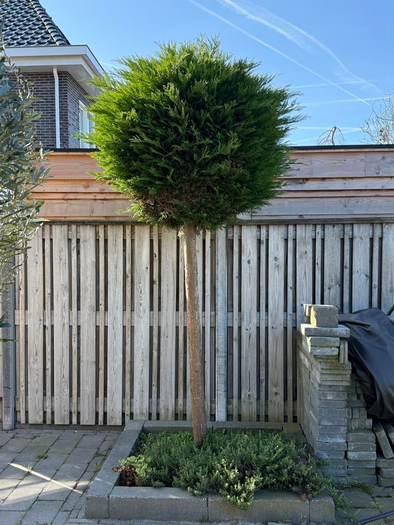 Conifeer op stam - Ideaal voor tuin of terras, Tuin en Terras, Volle zon, Vaste plant, Bloeit niet, Ophalen