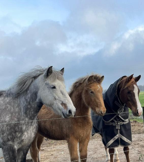 Jaarling merrie Champagne, Dieren en Toebehoren, Paarden, Merrie, Minder dan 160 cm, 0 tot 2 jaar, Gechipt