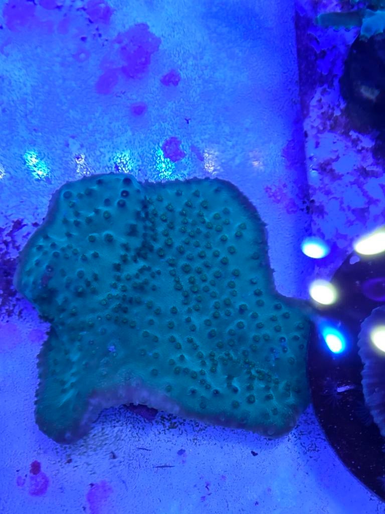 Turbinaria groen/geel, Dieren en Toebehoren, Ophalen, ., Overige typen, Nieuw