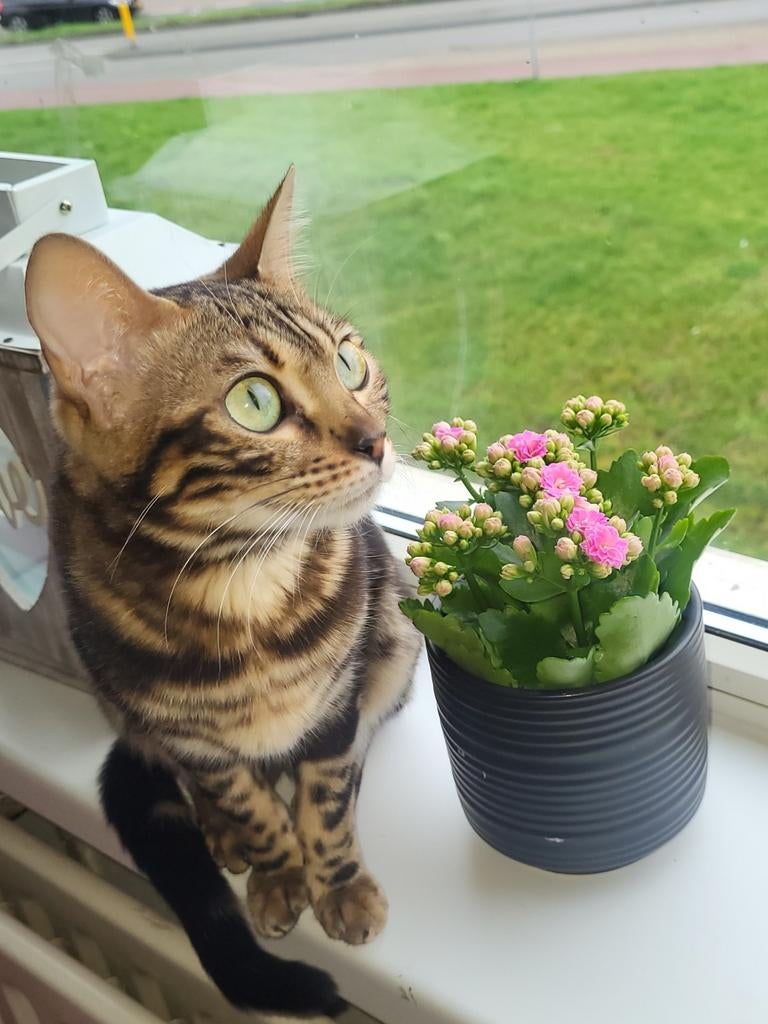 Bengaal kittens, Dieren en Toebehoren, Poes