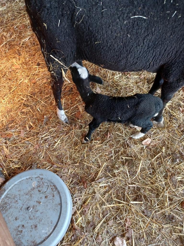 Zwartbles leblammetje, Dieren en Toebehoren, Schapen, Geiten en Varkens, Mannelijk, Schaap