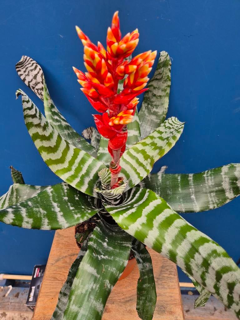 Aechmea Amina p15, Ophalen of Verzenden, Halfschaduw, Minder dan 100 cm