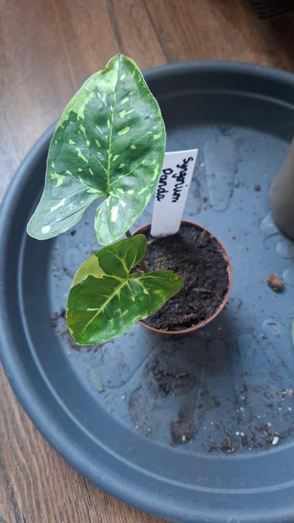 Syngonium Panda, Overige soorten, Minder dan 100 cm, Groene kamerplant, Halfschaduw