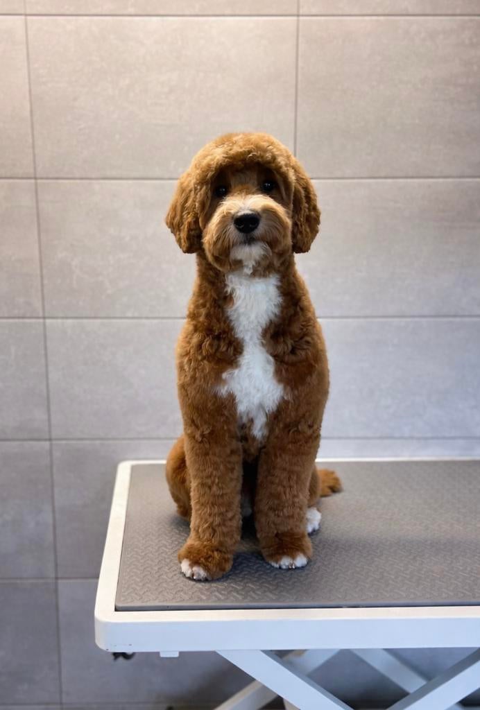 Goldendoodle Dekreu Maylow, Reu, 1 tot 2 jaar, Parvo, Eén hond