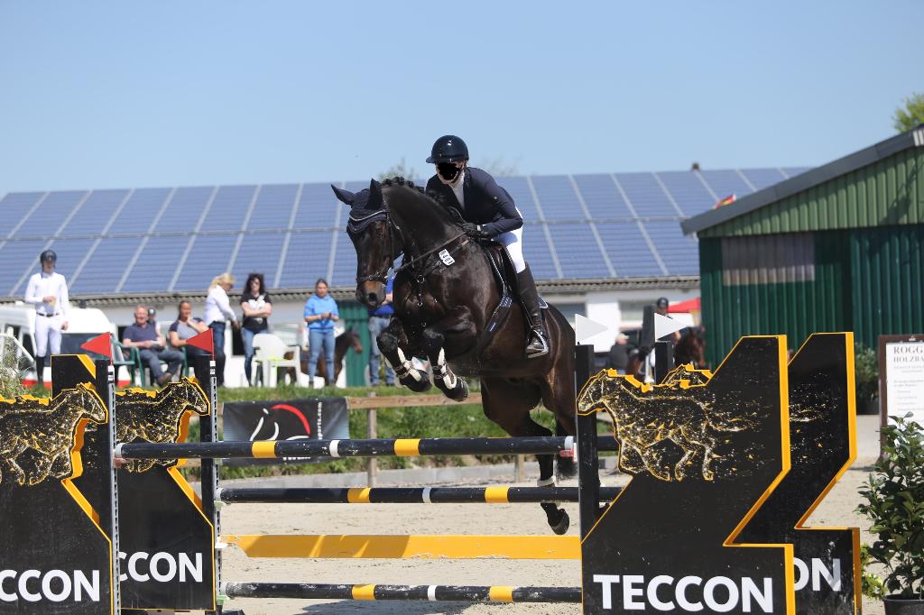 Prachtige 17-jarige allround ruin te koop, Dieren en Toebehoren, Paarden, Springpaard, 175 cm of meer, Ruin, 11 jaar of ouder