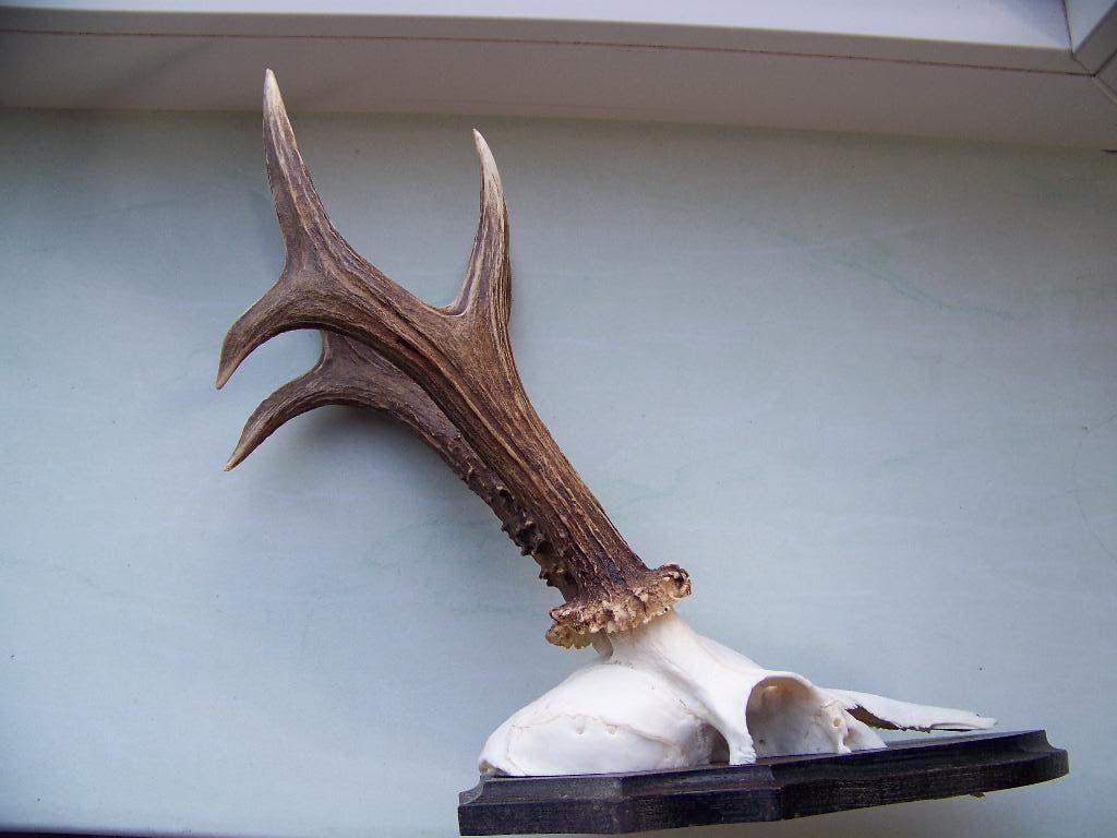 340 grams reebok ree gewei, Ophalen of Verzenden, Zo goed als nieuw, Hert, Opgezet dier