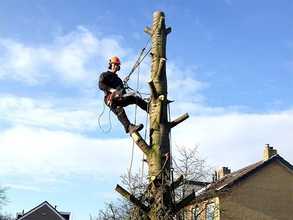 Bomen rooien en snoeien klimmend,Best Oirschot Nuenen, Tuin en Terras, Gras en Kunstgras, Nieuw, 20 m² of meer, Ophalen of Verzenden