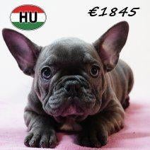 Franse Bulldog, pups te koop, 15 weken tot 1 jaar, Handelaar, Buitenland, Parvo