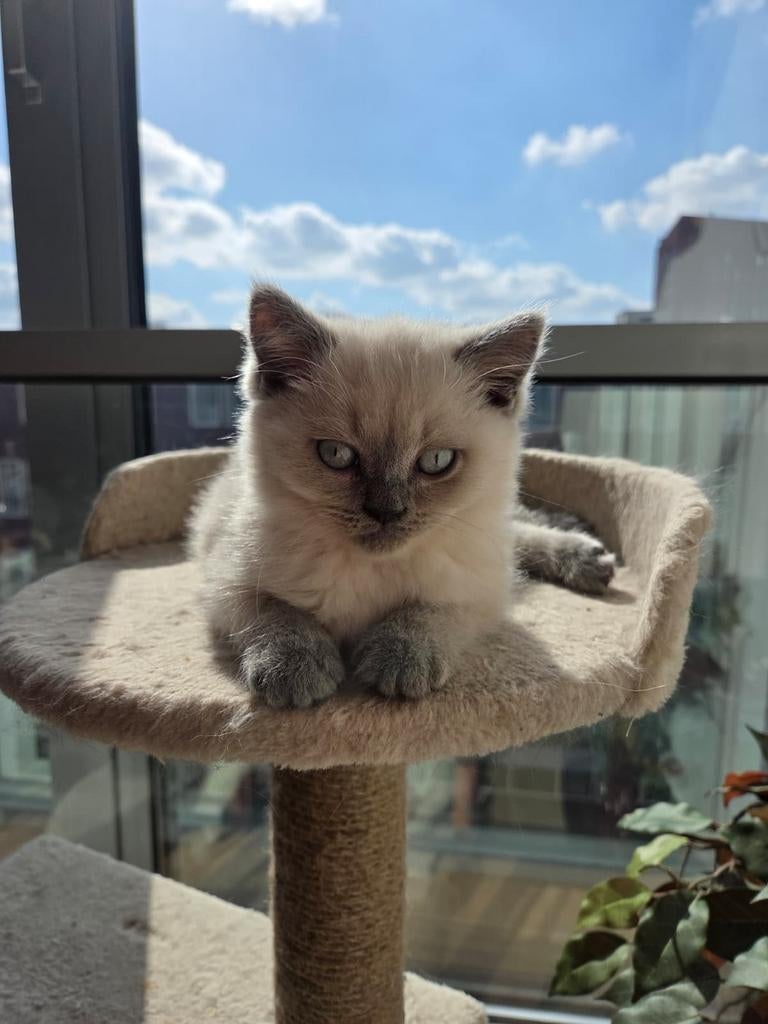 Britse korthaar blue point kittens met stamboom, Dieren en Toebehoren, Katten en Kittens | Dekkaters