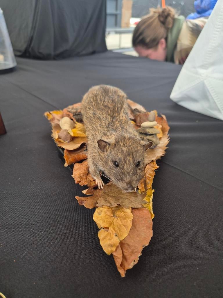 Te koop: Opgezette rat met natuuromgeving, Ophalen of Verzenden, Nieuw, Wild dier, Opgezet dier