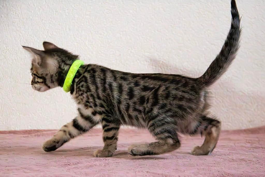 Nog maar 1 Cheetoh kitten poesje beschikbaar, Dieren en Toebehoren, Katten en Kittens | Raskatten | Korthaar, Meerdere dieren