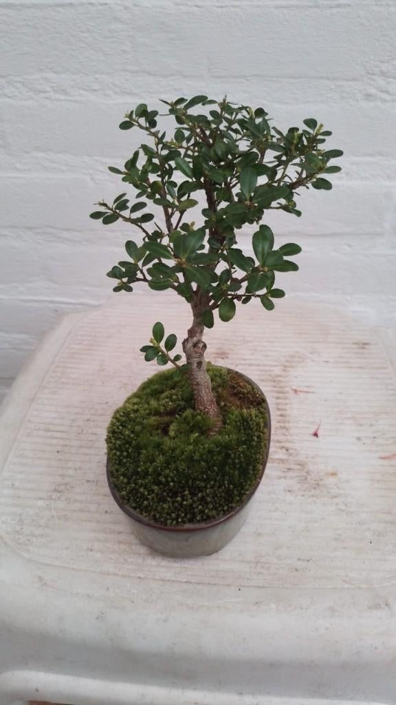 Bonsai Ilex, Ophalen, Halfschaduw, Overige soorten, Lente