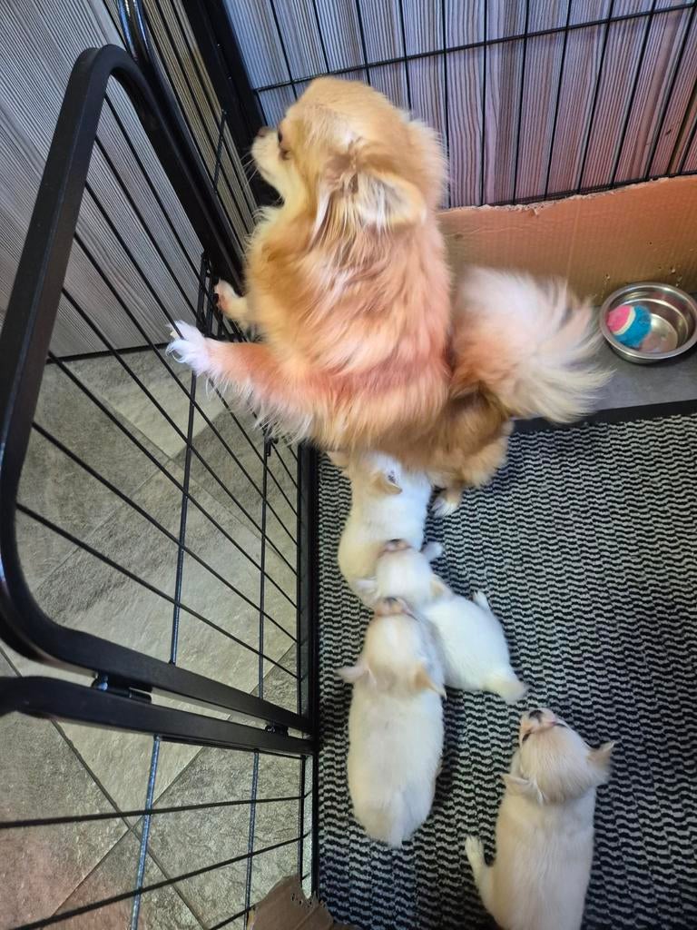 Supermooie chihuahua pupjes, Dieren en Toebehoren, 8 tot 15 weken, Parvo, Meerdere, Meerdere dieren