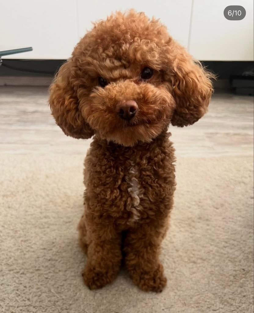 Oppas gezocht voor onze toypoedel 30 april tm 20 mei, Dieren en Toebehoren, Verzenden, Hond