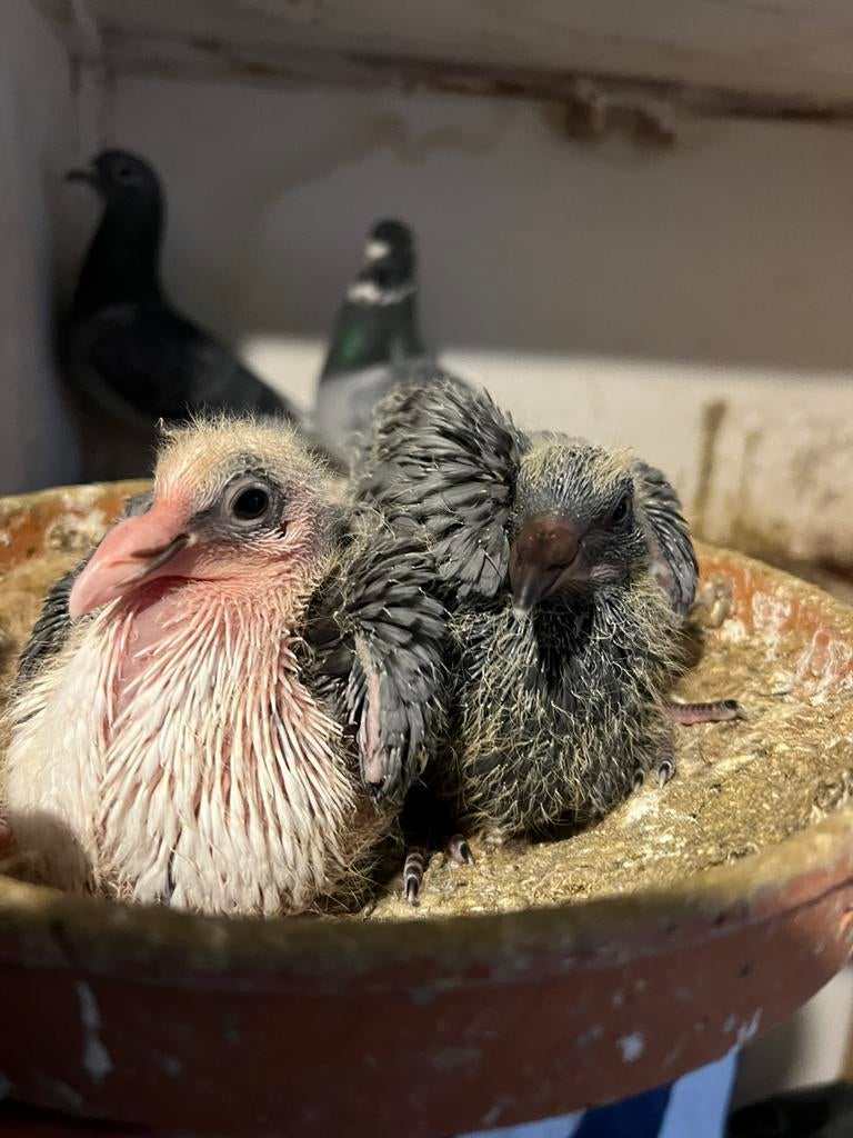 Jonge postduif, Dieren en Toebehoren, Meerdere dieren, Postduif