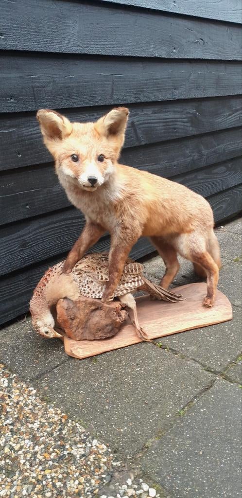 Vos met fazant opgezet, Ophalen, Gebruikt, Wild dier, Opgezet dier