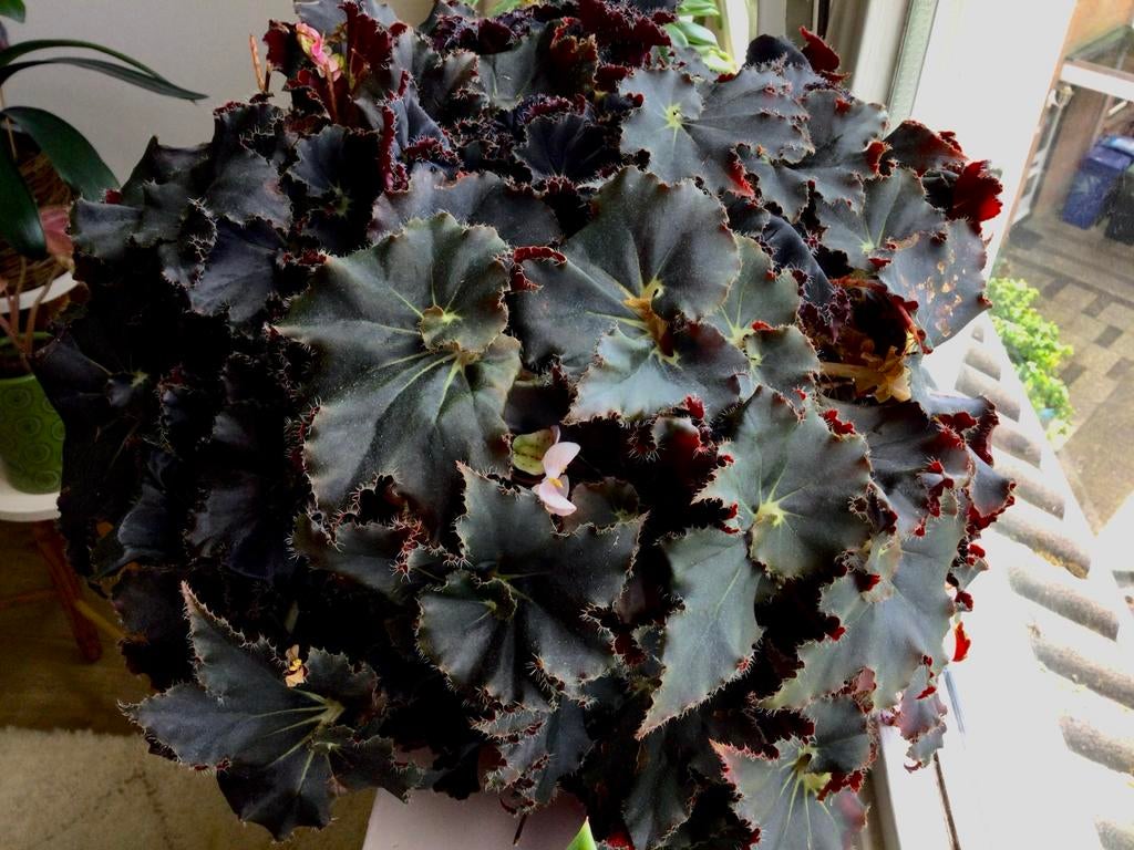 Black mamba begonia stekken, Ophalen of Verzenden