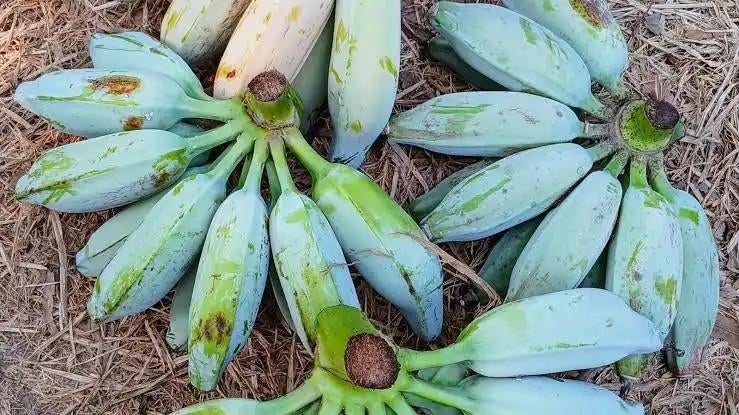 Musa Blue Java bananenplanten, Tuin en Terras, Planten | Tuinplanten, Ophalen, Overige soorten, Volle zon