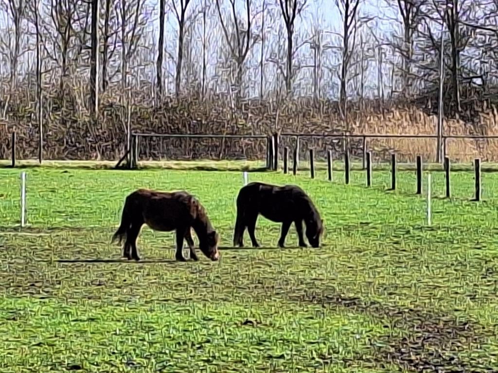 NMPRS hengt veulen, Dieren en Toebehoren, Hengst, Minder dan 160 cm, Recreatiepaard, 0 tot 2 jaar
