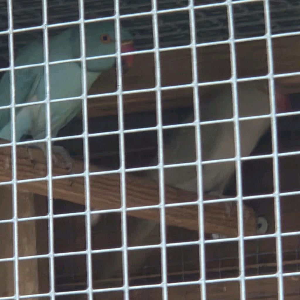 Beginnend koppeltje halsbanden, Dieren en Toebehoren, Vogels | Parkieten en Papegaaien, Meerdere dieren, Parkiet