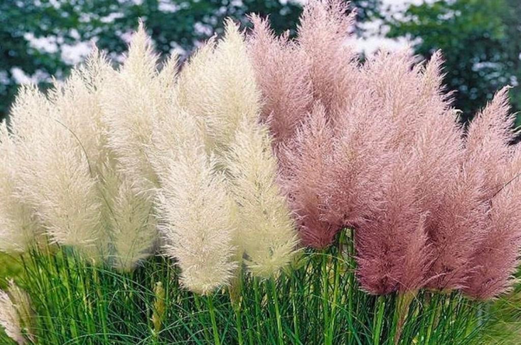 Pampasgras, Tuin en Terras, Planten | Tuinplanten, Ophalen, Overige soorten, Volle zon