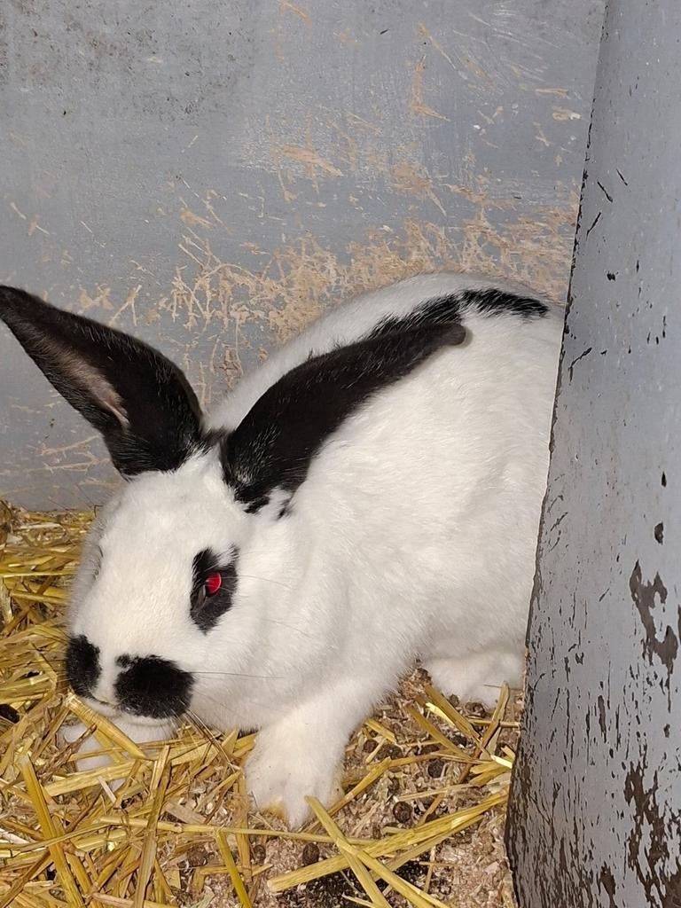 Konijnen lotharinger, Vrouwelijk, Groot