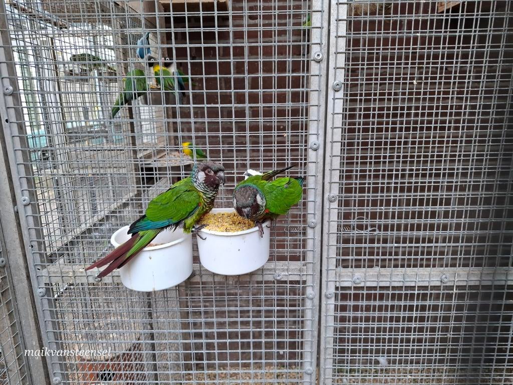 Kweekkoppel pyrrhura leucotis, Dieren en Toebehoren, Ophalen of Verzenden