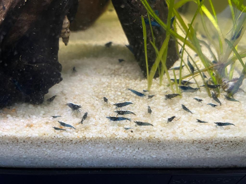 Blauwe garnalen, Dieren en Toebehoren, Vissen | Aquariumvissen, Kreeft, Krab of Garnaal