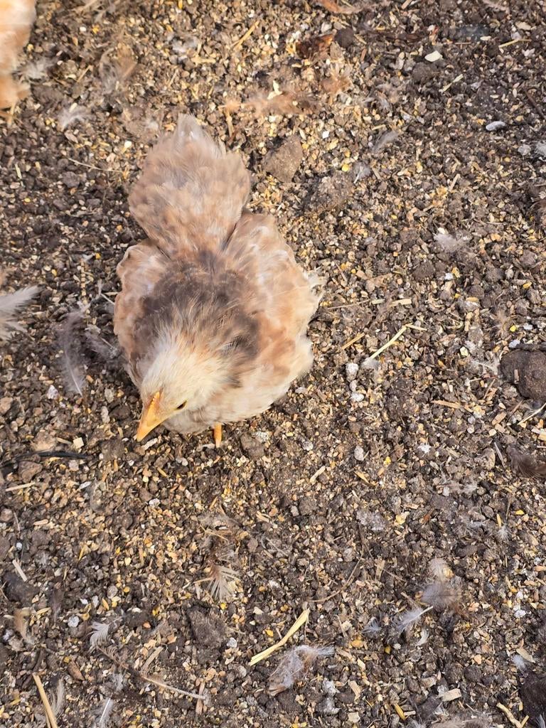 Jonge Cochin kriel Hennen, verschillende kleurtjes!, Vrouwelijk, Kip