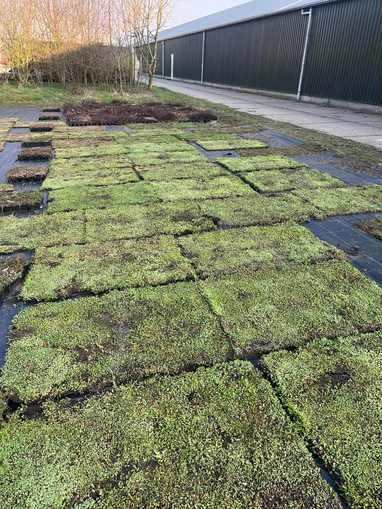 Wij kopen sedumtrays op - alleen cassettes!, Tuin en Terras, Planten | Tuinplanten, Bodembedekkers, Volle zon, Vaste plant, Ophalen of Verzenden