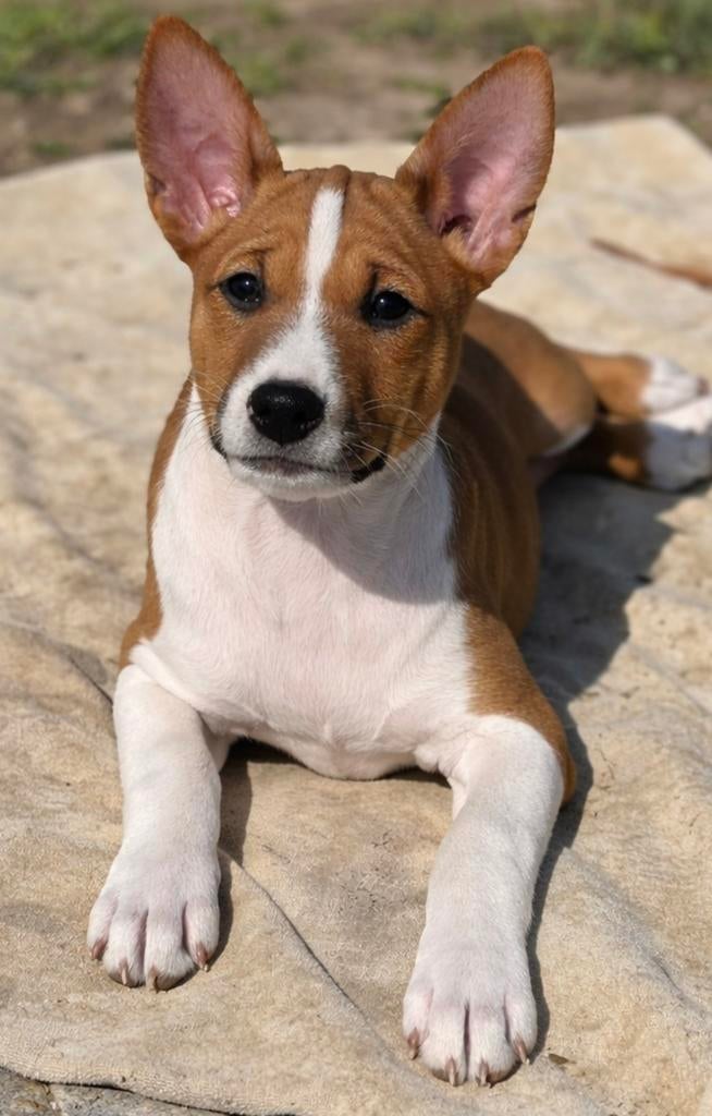 Basenji pup, Dieren en Toebehoren, Honden | Niet-rashonden, Reu, 8 tot 15 weken, Eén hond, Klein