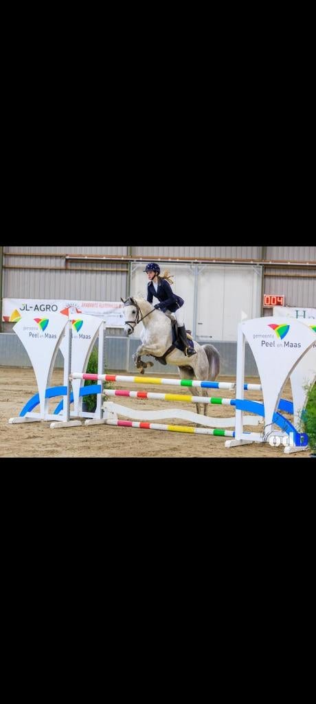 D-pony te koop, Dieren en Toebehoren, Pony's, Ruin, Springpony, 7 tot 10 jaar, D pony (1.37m tot 1.48m)