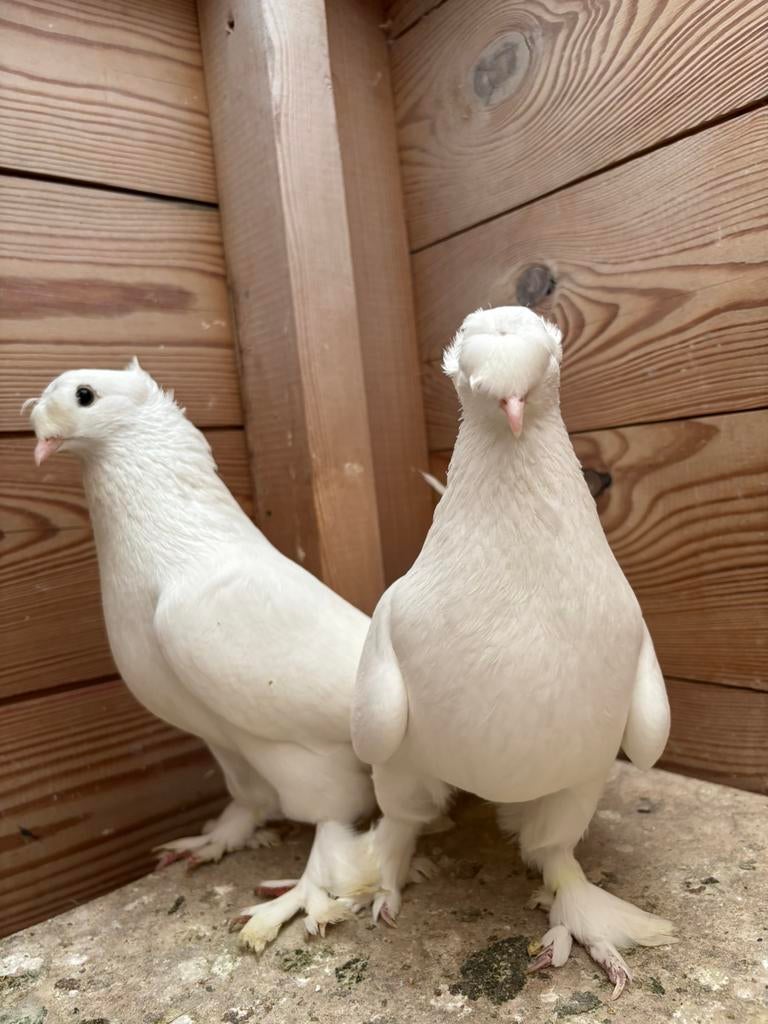 Takla, Meerdere dieren, Tuimelaar of Roller