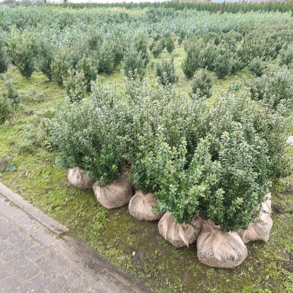Buxus vervanger ilex crenata, Ophalen, Minder dan 100 cm