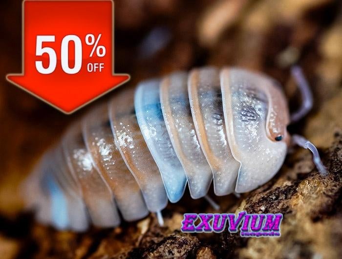 Armadillidium sp. Lefkada pissebedden / isopods, Overige soorten