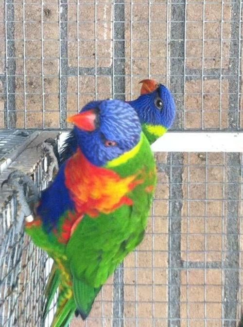 lori van de blauwe bergen, Dieren en Toebehoren, Meerdere dieren, Papegaai, Geringd