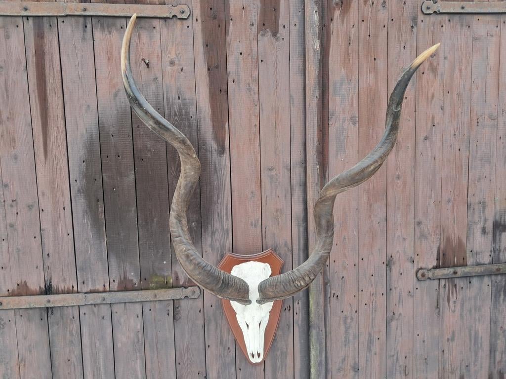 Imposante Grote Koedoe Schedel – Lange Spiraalhoorns – Uniek, Verzamelen, Ophalen, Zo goed als nieuw, Wild dier, Schedel