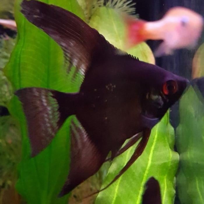 Pterophyllum scalare, Vis