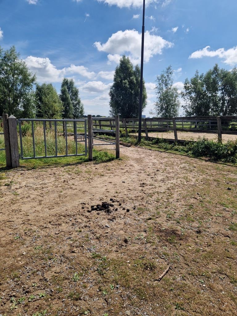 Gezocht: Plek voor 6- 10 paarden, Dieren en Toebehoren, Stalling en Weidegang, Weidegang, 4 paarden of pony's of meer