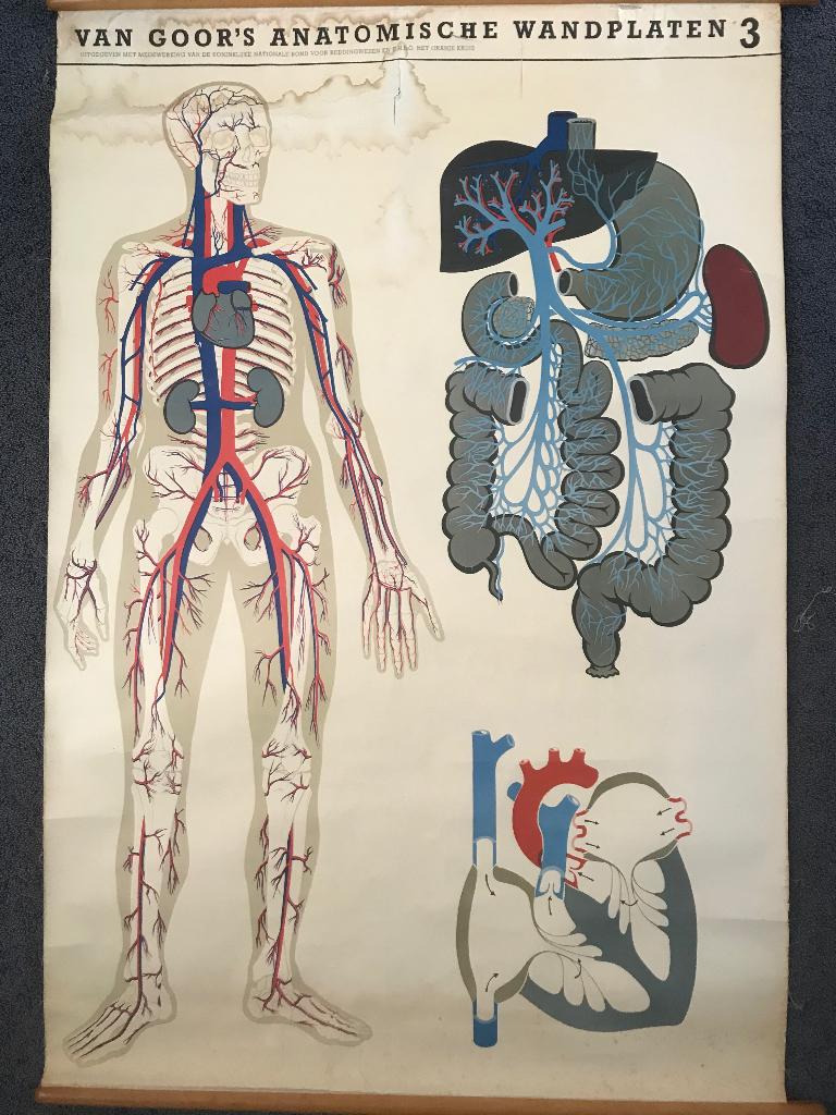 Schoolplaat uit 1926 van van Goor’s wandplaten EHBO no 3, Antiek en Kunst, Antiek | Schoolplaten, Natuur en Biologie, Ophalen of Verzenden