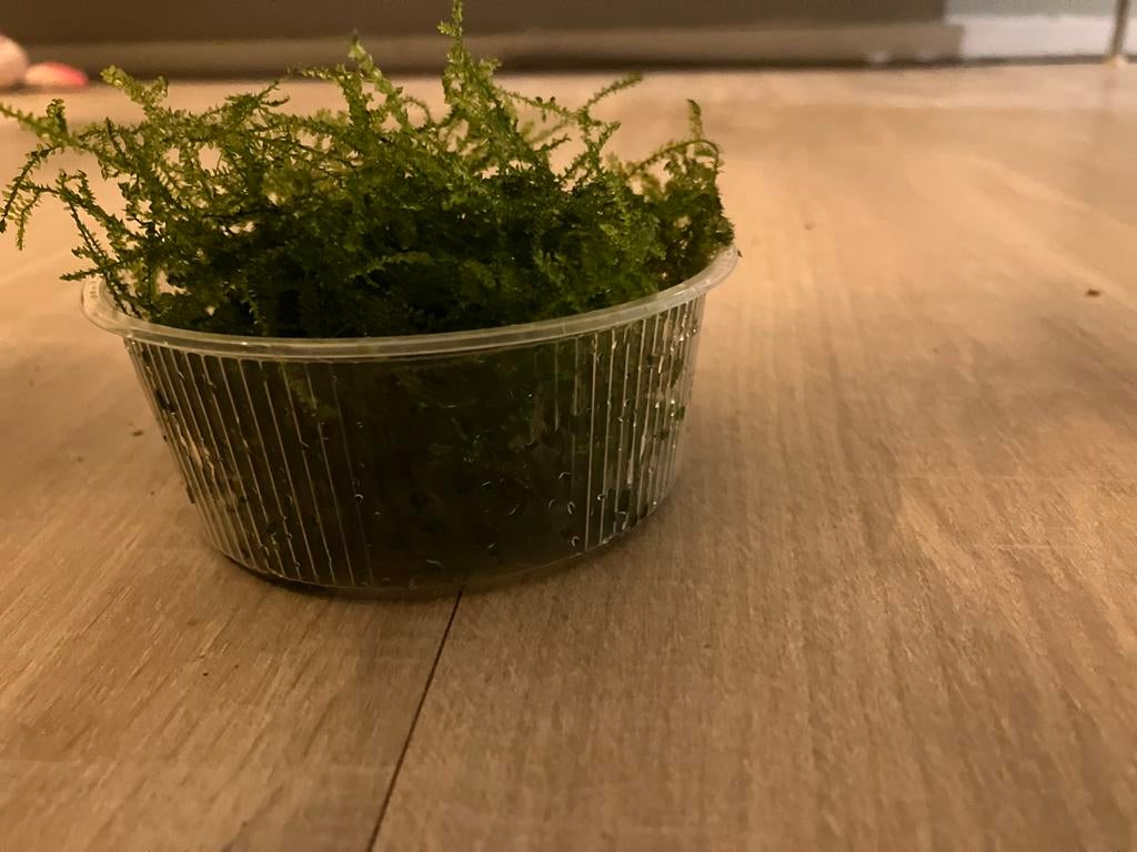 Javamos, Ophalen, Vaste plant, Bloeit niet, Halfschaduw