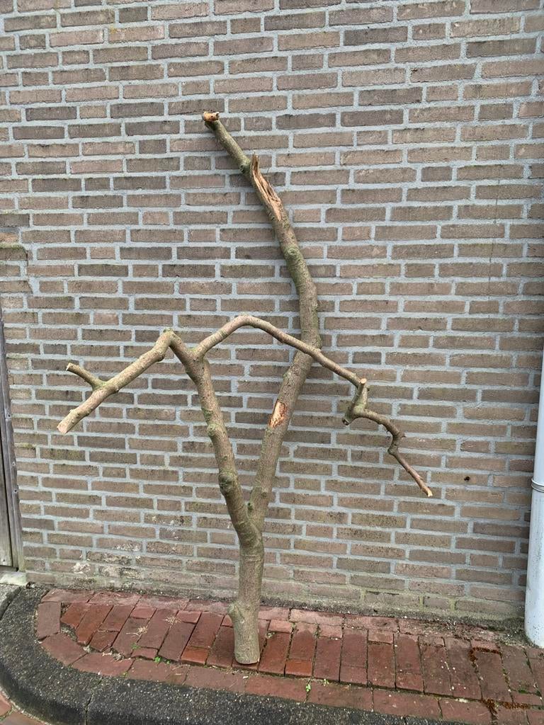 Onbehandelde droge boomtak, krabpaal, kapstok, boomstam, tak, Ophalen, Zo goed als nieuw, Hout