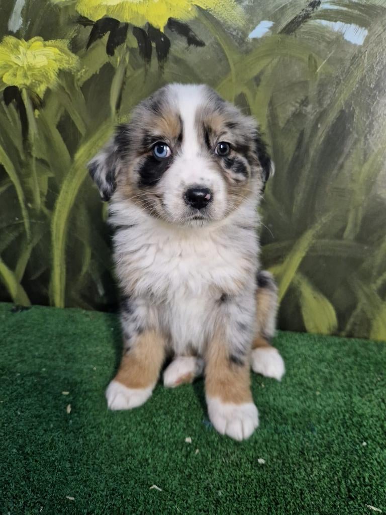 Te koop prachtige kleurrijke pups, HCC (leverziekte), Overige rassen, 8 tot 15 weken, Meerdere