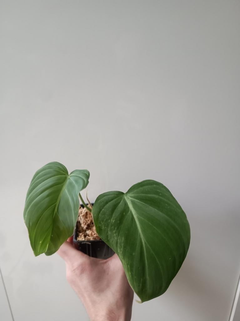 Philodendron glorious #4, Huis en Inrichting, Kamerplanten, Ophalen of Verzenden, Halfschaduw, Minder dan 100 cm