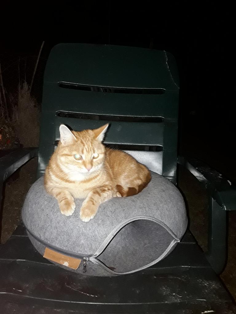 Boerderij ,Poesje 1,5 j THUIS alleen Buiten ,!! MAASTRICHT, Poes